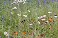 Mixed wildflower meadow with leucanthemum vulgare and hieracium aurantiacum 