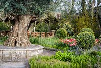 An old rustic Italian cloister garden with 500 Year Old Olea europea at The Garden of Romance - RHS Malvern Spring Festival 2016 - Design: Villaggio Verde - Gold Medal