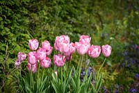 Tulipa 'Caresse' in The UCARE Garden, RHS Malvern Spring Festival 2016. Design: Emily Sharpe, Garden Stories. 