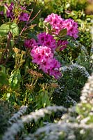 Rhododendron 'Carnival'  with Spiraea 'Grefsheim' - The Water Spout Garden, RHS Malvern Spring Festival 2016. Best Festival Garden. Silver Gilt. 
