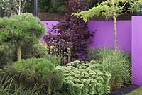 A purple wall with pinus, red acer and a gleditsia. RHS Tatton Flower Show 2011, Cheshire