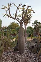 Pachypodium lamerei in cactus garden - madagascar palm