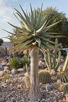 Aloe dichotoma in cactus garden - quiver tree