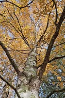 Betula platyphylla var. japonica - birch tree in October
