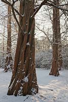 Metasequoia glyptostoboides in snow - dawn redwood 
