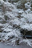 Acer palmatum 'Seiryu' 