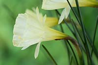 Narcissus 'Spoirot' AGM - Hoop petticoat daffodil, Div 10 Bulbocodium