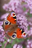 Aglais io on origanum 'herrenhausen' - peacock butterfly 