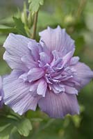 Hibiscus syriacus 'Blue Chiffon' - rose of sharon