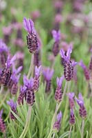 Lavandula stoechas 'Papillon' - lavender