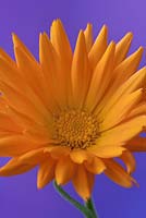 Calendula 'Needles and Pins' - marigold