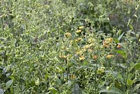 Nicotiana langsdorfii - tobacco plant