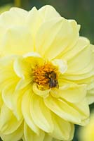 Common carder bee - bombus pacuorum feeding on Dahlia 'Glory of Heemstede