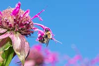 Bombus terrestris, the buff-tailed bumblebee feeding on monarda - bergamot 'On Parade' flowers

