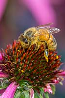UK honey bee - apis mellifera, feeding on Echinacea purpurea 'Lustre Hybrids' 