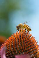 UK honey bee - apis mellifera, feeding on Echinacea purpurea 'Lustre Hybrids'

