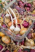 Selection of garden produce, garlic - 'Cristo', Onion 'Red Baron', Onion 'Stuttgarter' and Shallot 'Red Sun'.

