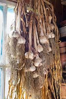 Garlic - Allium sativum, 'Cristo', bulbs hanging in bunches undercover.