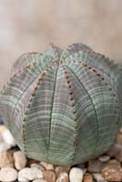 Euphorbia obesa - living baseball 