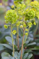 Euphorbia amygdaloides var 'Robbiae' - wood spurge 