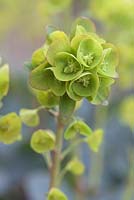 Euphorbia amygdaloides var 'Robbiae' - wood spurge 