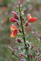 Cytisus 'Lena' - broom with aphids