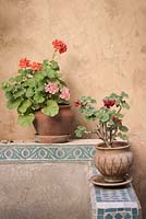 Pelargoniums in terracotta pots on mosaic shelf against distressed wall, Fez, Morocco