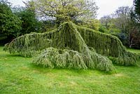 Cedrus libani 'Glauca Pendula'. Pinetum Park, Cornwall