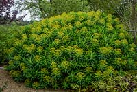 Euphorbia x pasteurii 'John Phillips'