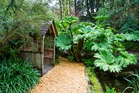 Gunnera manicata in the water garden - Pinetum Park and Pine Lodge Gardens, Cornwall