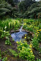 The water gardens at Trebah Garden, Cornwall