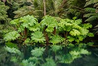 Gunnera maniculata and reflections in the Lost Jungle - The Lost Gardens of Heligan in Cornwall