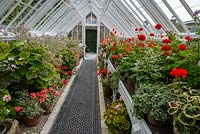 The glasshouse with Pelargonium flowers - The Lost Garden of Heligan, Cornwall