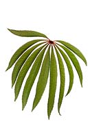 Begonia luxurians leaf