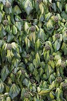 Hedera colchica 'Sulpher Heart' - Paddy's Pride

