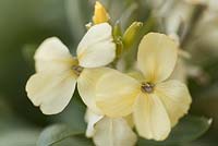 Erysimum cheiri 'Sunset Primrose' - wallflowers