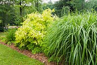 Mulch border with Miscanthus Silberfeder - Ornamental Grass, Cornus 'Supreme Gold' - Dogwood, purple Echinacea - Coneflowers in residential front yard garden in summer