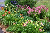 Mulch border with mauve and yellow Hemerocallis 'Malaysian Monarch', red Hemerocallis ' Anzac' - Daylilies, white Echinacea 'Purity' and 'Pink Double Delight' - Coneflowers in residential front yard garden in summer