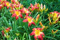 Hemerocallis 'All American Chief' - Daylily flowers in border in residential front yard garden in summer