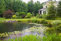 Back view of yellow with white trim house and pond with pink Nymphaea 'Attraction' - Waterlily flowers bordered by blue flowering Pontederia cordata - Pickerel Weed in residential backyard garden in summer