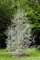 Salix alba sericea - Willow tree and green grass lawn in residential backyard garden in summer