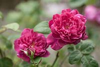 Rosa 'Sophy's Rose' 
