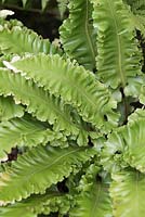 Asplenium scolopendrium crispum - hart's tongue fern