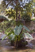 Decorative stone fountain in mediterranean garden surrounded by colocasia esculenta, Sicily, Italy