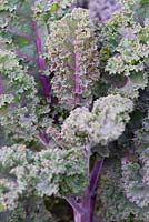 Brassica oleracea 'Redbor' - kales