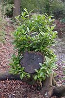 Prunus laurocerasus - cherry laurel. Regrowth on cut tree stump of
