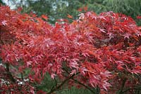 Acer palmatum 'Sherwood Flame' - japanese maple