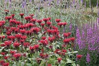 Monarda 'Gardenview Scarlet', Veronicastrum and Lythrum salicaria. The Floral Labyrinth at Trentham Estate Gardens.