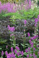 Stachys officinalis 'Hummelo', Lythrum salicaria and actaea. The Floral Labyrinth at Trentham Estate Gardens.
