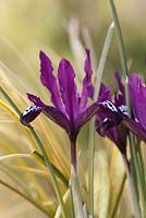 Iris reticulata 'Pauline' 